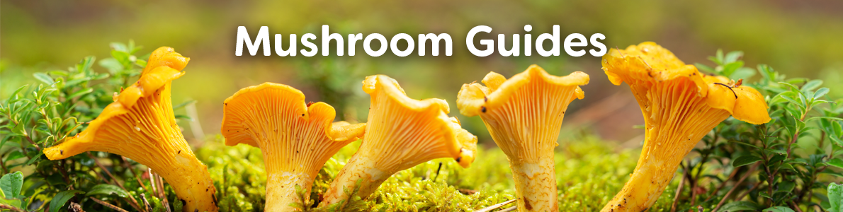 Mushroom Identification Guides